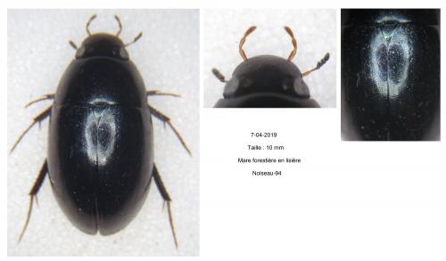 Réf. 227 954 : Limnoxenus niger